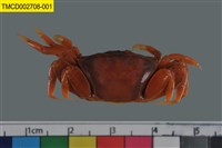 藏品(弧邊管招潮蟹)的圖片